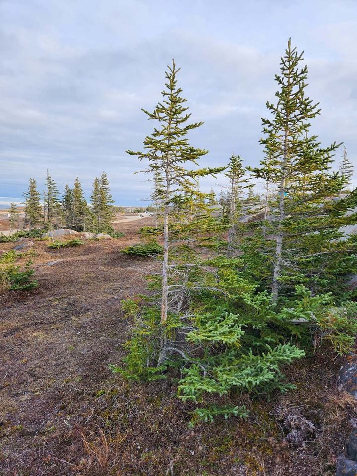 Churchill Manitoba Oct 2023 04